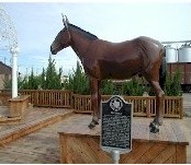 Photo of the Muleshoe mascot, the mule